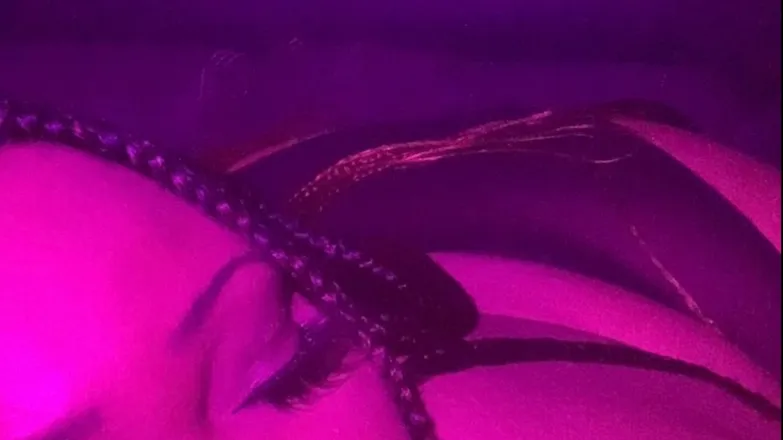 OnlyFans cuenta bbwcenc header 2