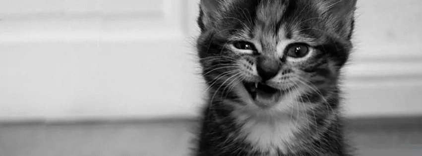 OnlyFans cuenta nina.kitten header 2