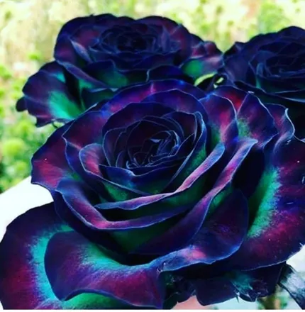 OnlyFans cuenta ladyrosepetals header 2