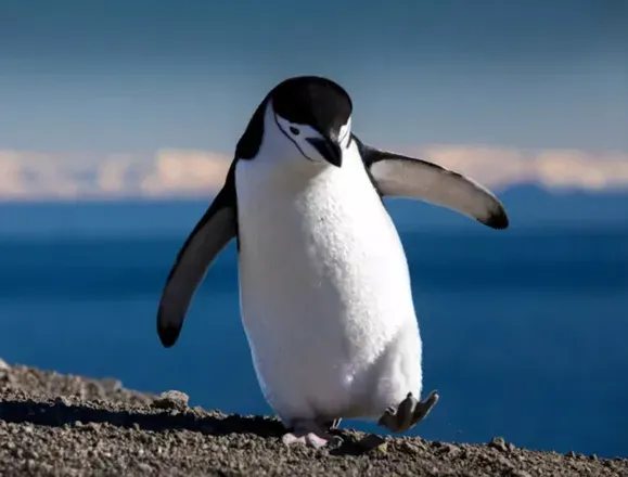 OnlyFans cuenta waterproofpenguin avatar 1