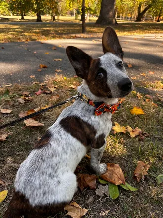 OnlyFans cuenta cooperthecowboycorgi header 2