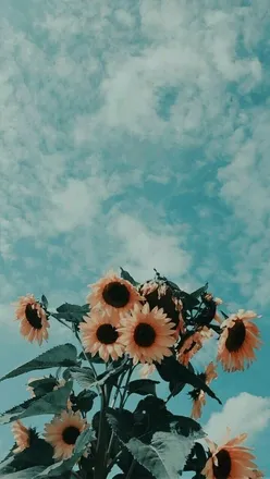 OnlyFans cuenta sunnydayz1 header 2