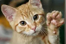OnlyFans cuenta kittypawcentral avatar 1