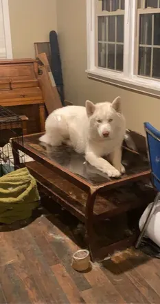 OnlyFans account  huskiefloof avatar 1