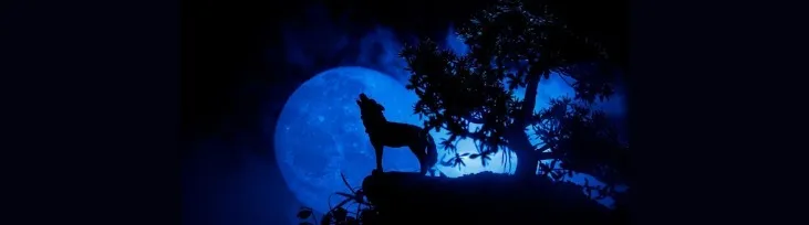 OnlyFans cuenta wolffeet11 header 2