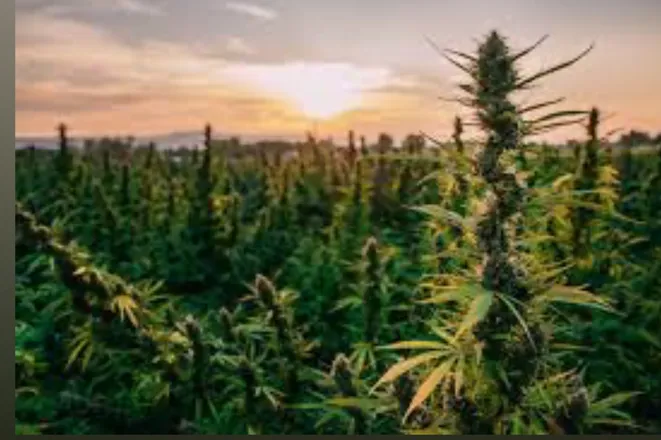OnlyFans cuenta yofavstoner901 header 2