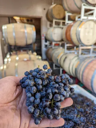 OnlyFans cuenta ronbrumleywinemaker avatar 1