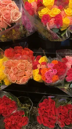 OnlyFans cuenta rosietoodank header 2