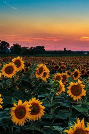 OnlyFans cuenta tattedsunflower90 header 2