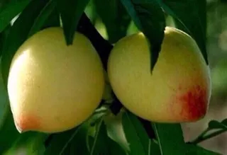 OnlyFans cuenta oh.honey416 header 2