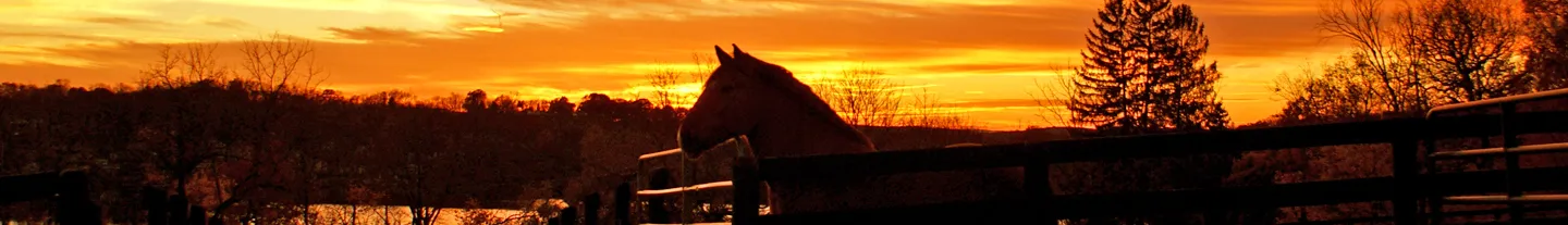 OnlyFans cuenta save_a_horse header 2