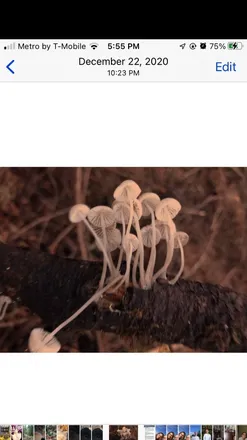 OnlyFans cuenta mushroom4ngel header 2