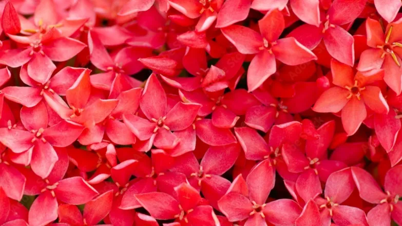 OnlyFans cuenta theredjasmine header 2