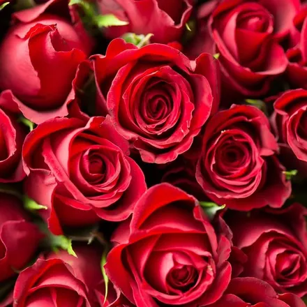 OnlyFans cuenta rose.avery header 2