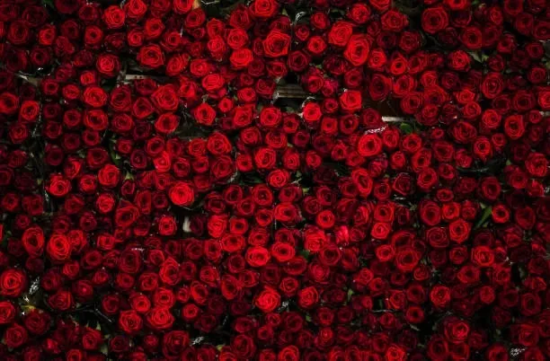 OnlyFans cuenta xoxoellla header 2