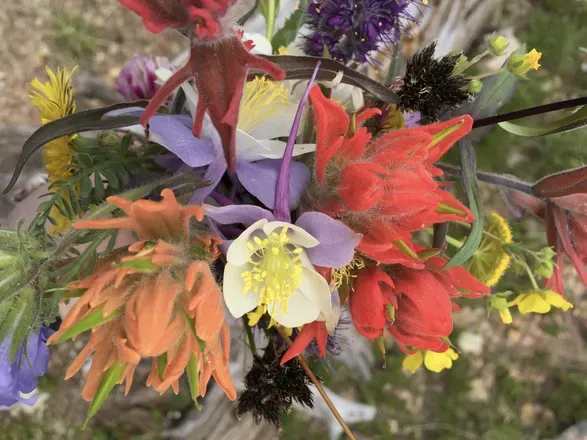 OnlyFans account  wastelandwildflower header 2