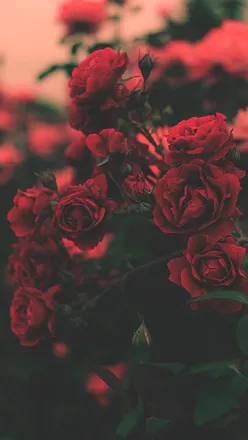 OnlyFans cuenta bellaansia header 2