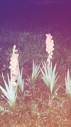 OnlyFans cuenta pauline_o header 2