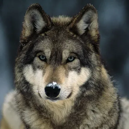 OnlyFans account  thedarkwolf0311 avatar 1