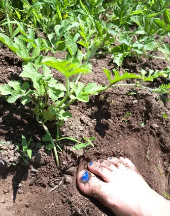 OnlyFans cuenta wildblueberriesfeet header 2