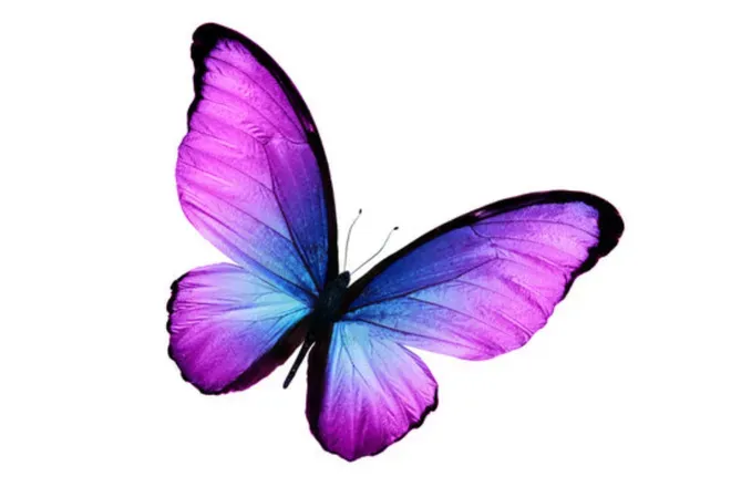 OnlyFans cuenta beeebutterfly avatar 1