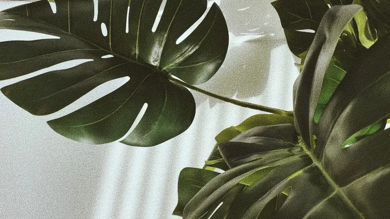 OnlyFans cuenta alciprian header 2