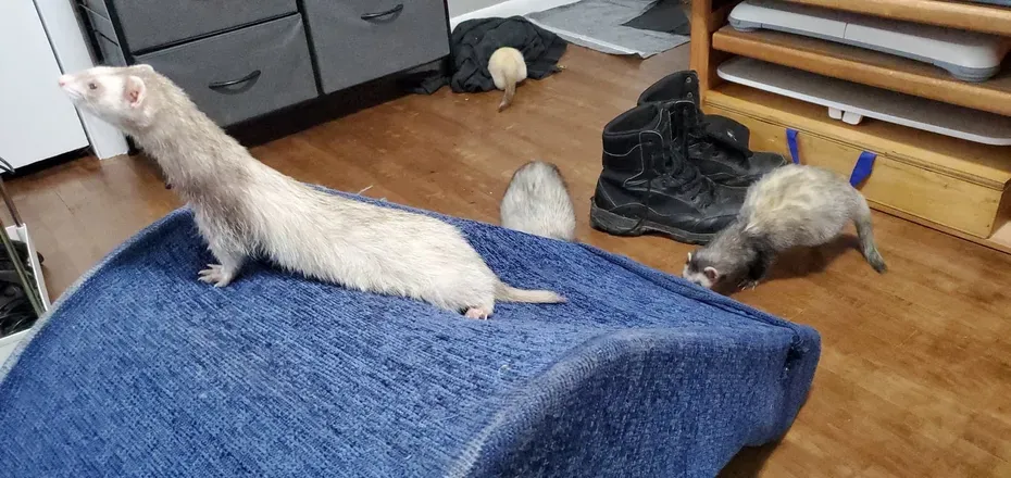 OnlyFans cuenta ferretfuzzbutts header 2