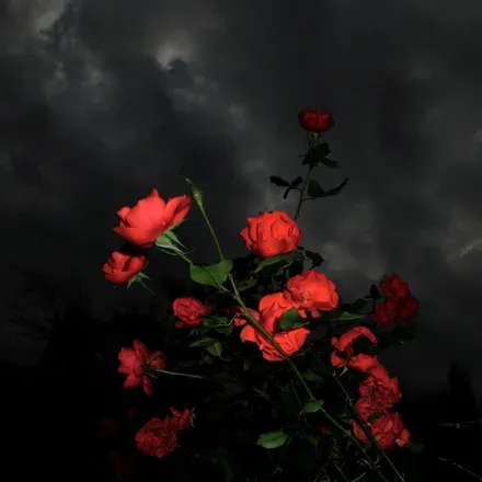 OnlyFans cuenta bl0odflowers header 2