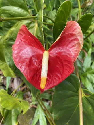 OnlyFans cuenta alohahoku header 2