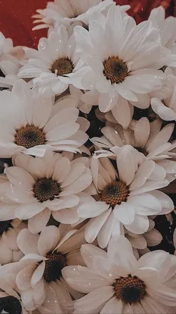 OnlyFans cuenta mayraxo header 2