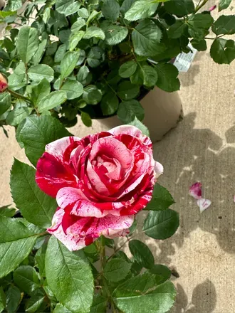 OnlyFans cuenta peachyjordan header 2