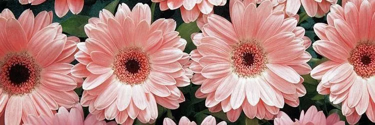 OnlyFans cuenta melivens header 2