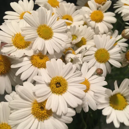 OnlyFans cuenta sugardaisies header 2