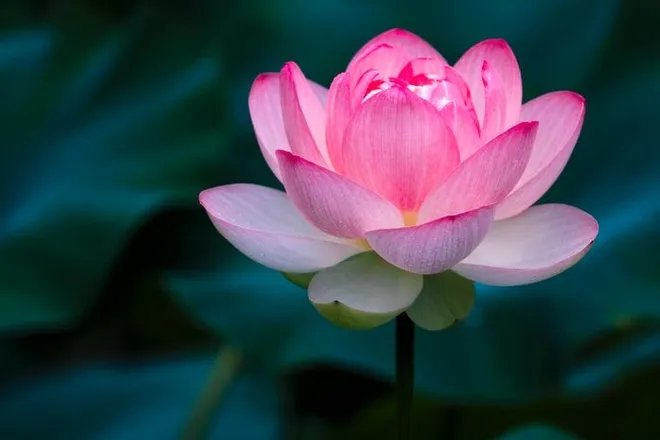 OnlyFans account  pink.lotus1200 header 2