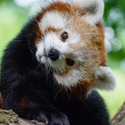 OnlyFans cuenta redpandat avatar 1