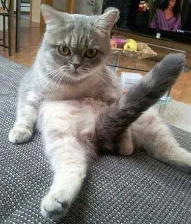 OnlyFans account  meltycock avatar 1