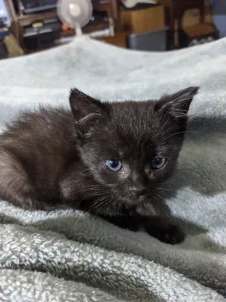 OnlyFans account  fosterkittens avatar 1