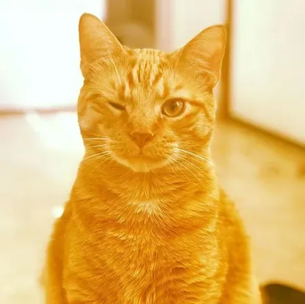 OnlyFans cuenta specialchonkykitty avatar 1