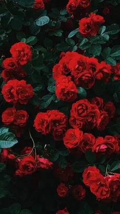 OnlyFans cuenta velvet.reddd header 2