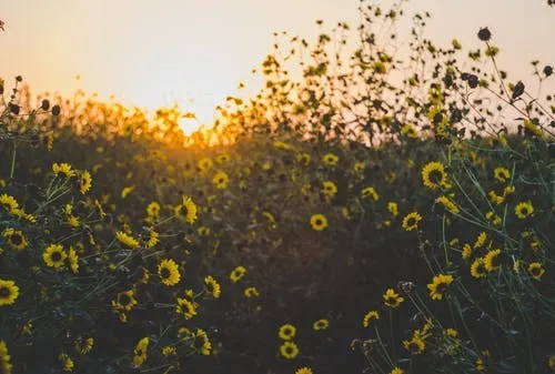 OnlyFans cuenta summerlane96 header 2