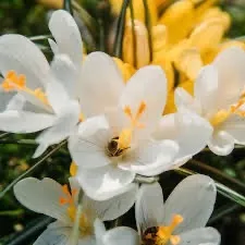 OnlyFans cuenta flordesol3 header 2