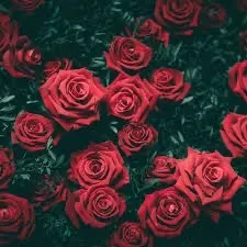 OnlyFans cuenta cosmicwanda header 2