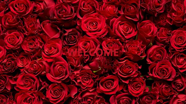 OnlyFans cuenta ladywetbigp header 2