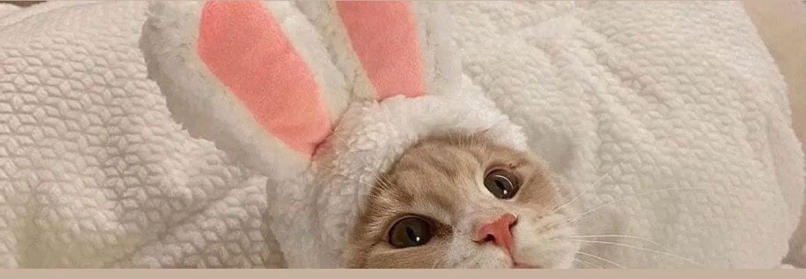 OnlyFans cuenta lovebunnym header 2