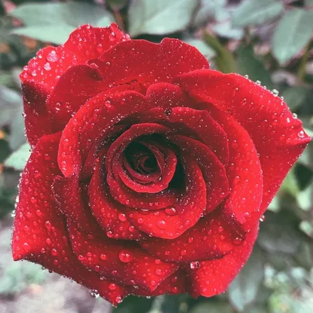 OnlyFans cuenta summerrose24 header 2