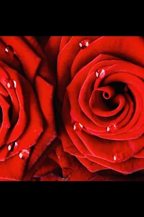 OnlyFans cuenta harlowhayes header 2