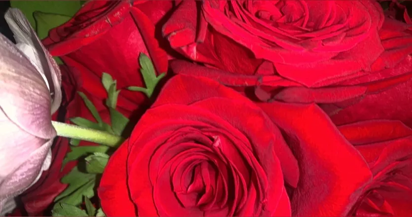 OnlyFans cuenta ninacat98 header 2