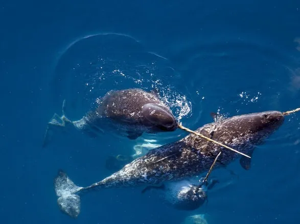 OnlyFans cuenta narwhal420 header 2