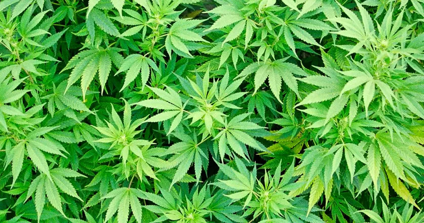 OnlyFans cuenta daddydomstoner420 header 2