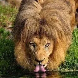 OnlyFans cuenta williswhoiam avatar 1